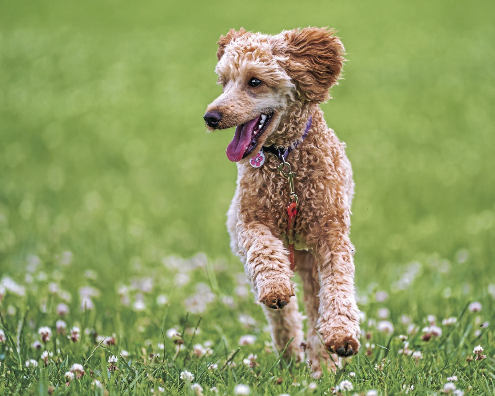 Poodle